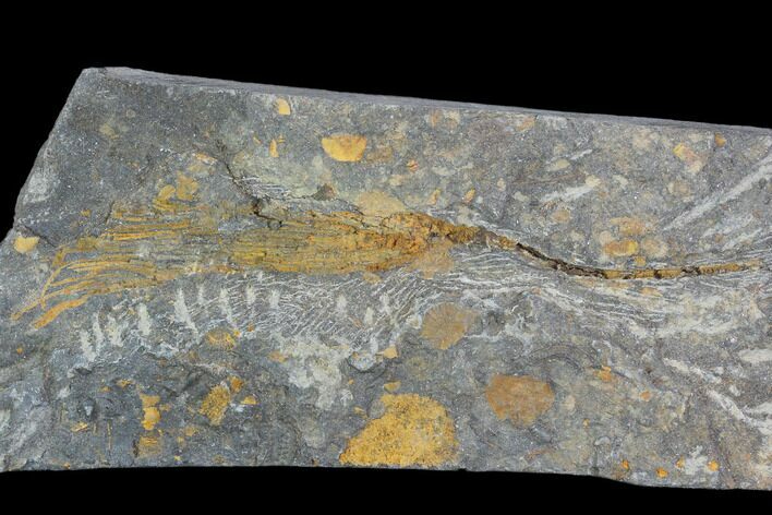 Ordovician Crinoid & Bivalve Fossil - Kaid Rami, Morocco #102848